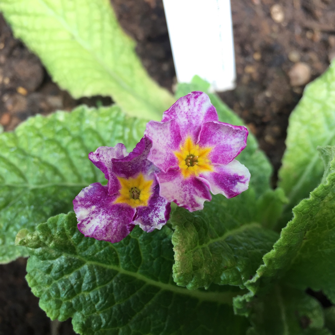 Primula Polyantha Striped Victorians in the GardenTags plant encyclopedia Polyanthus Striped Victorians in the GardenTags plant encyclopedia