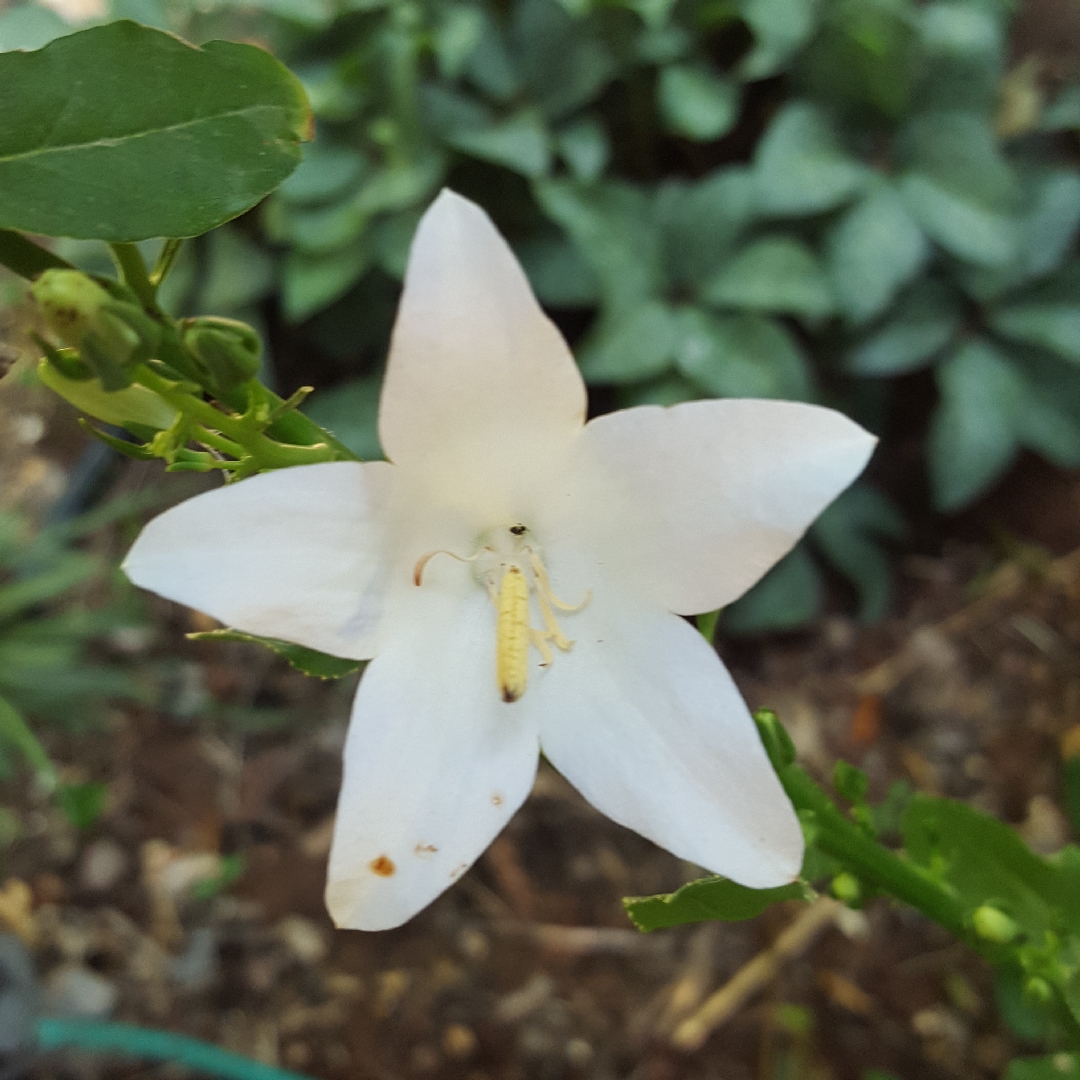 Campanula versicolor in the GardenTags plant encyclopedia Campanula Versicolor in the GardenTags plant encyclopedia