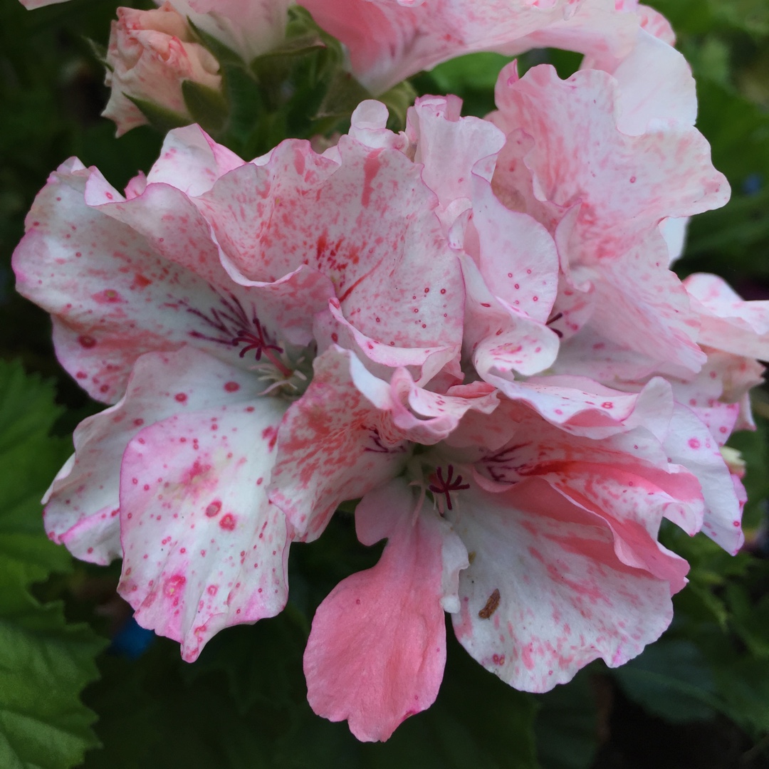 Pelargonium Spot-on-Bonanza in the GardenTags plant encyclopedia Pelargonium Spot-on-Bonanza (Regal) in the GardenTags plant encyclopedia