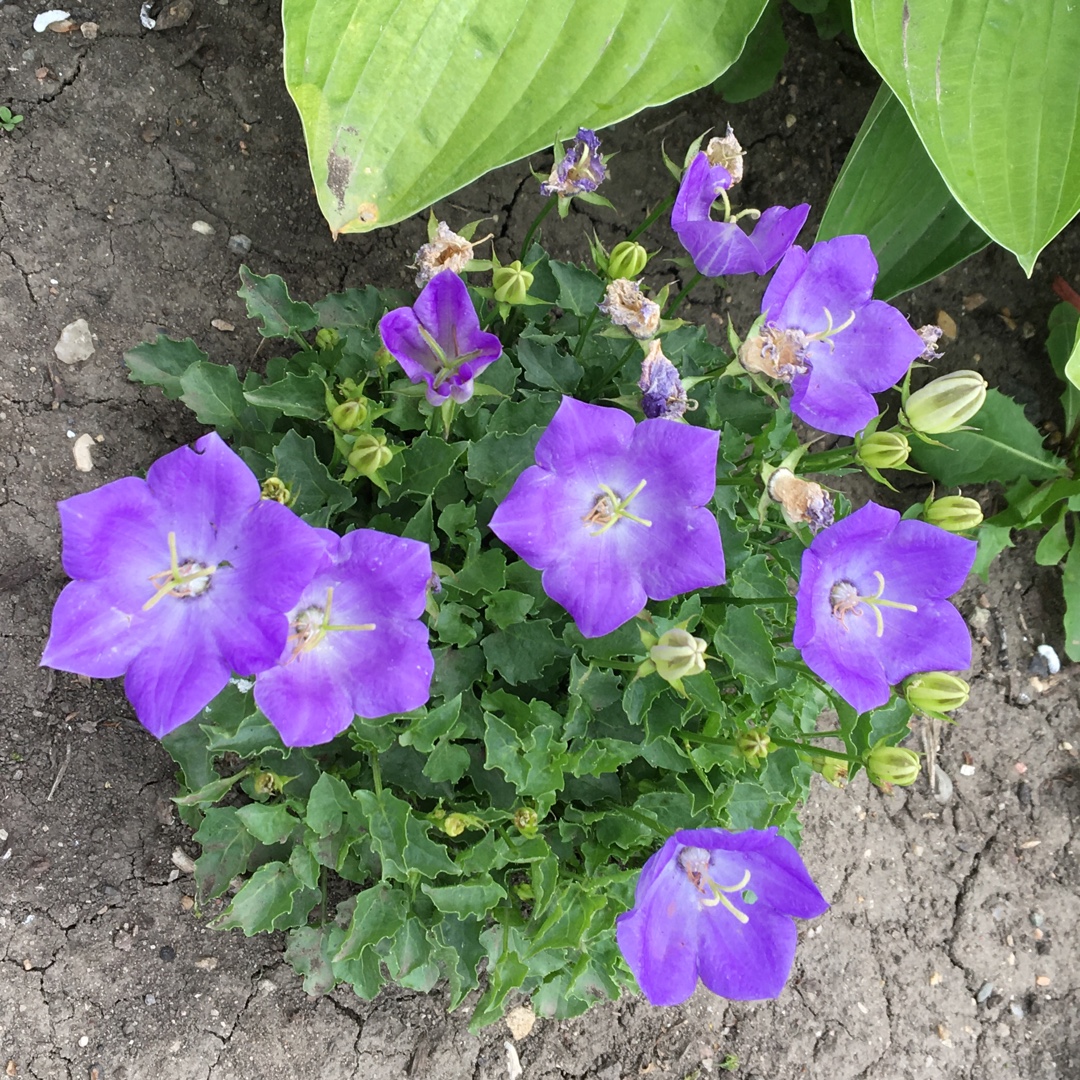 Campanula carpatica Rapido Blue Harebells in the GardenTags plant encyclopedia Carpathian Bellflower Rapido Blue Harebells in the GardenTags plant encyclopedia