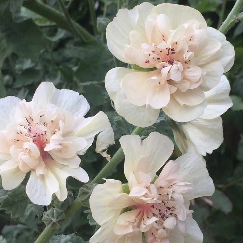 x Alcalthaea suffrutescens Parkallee in the GardenTags plant encyclopedia Shrubby Alcalthaea Parkallee in the GardenTags plant encyclopedia