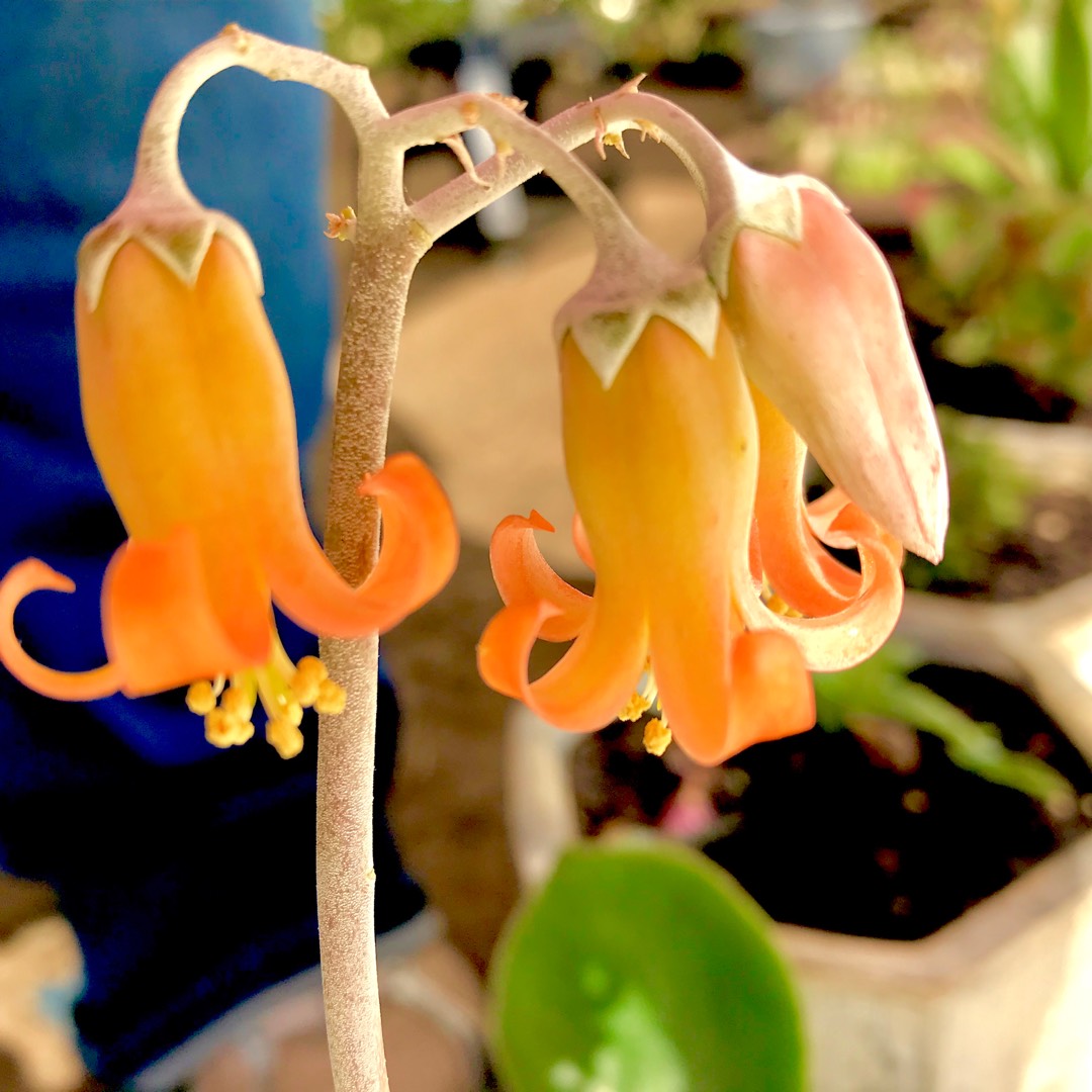 Cotyledon Orbiculata Silver Peak in the GardenTags plant encyclopedia Pigs Ear Silver Peak in the GardenTags plant encyclopedia