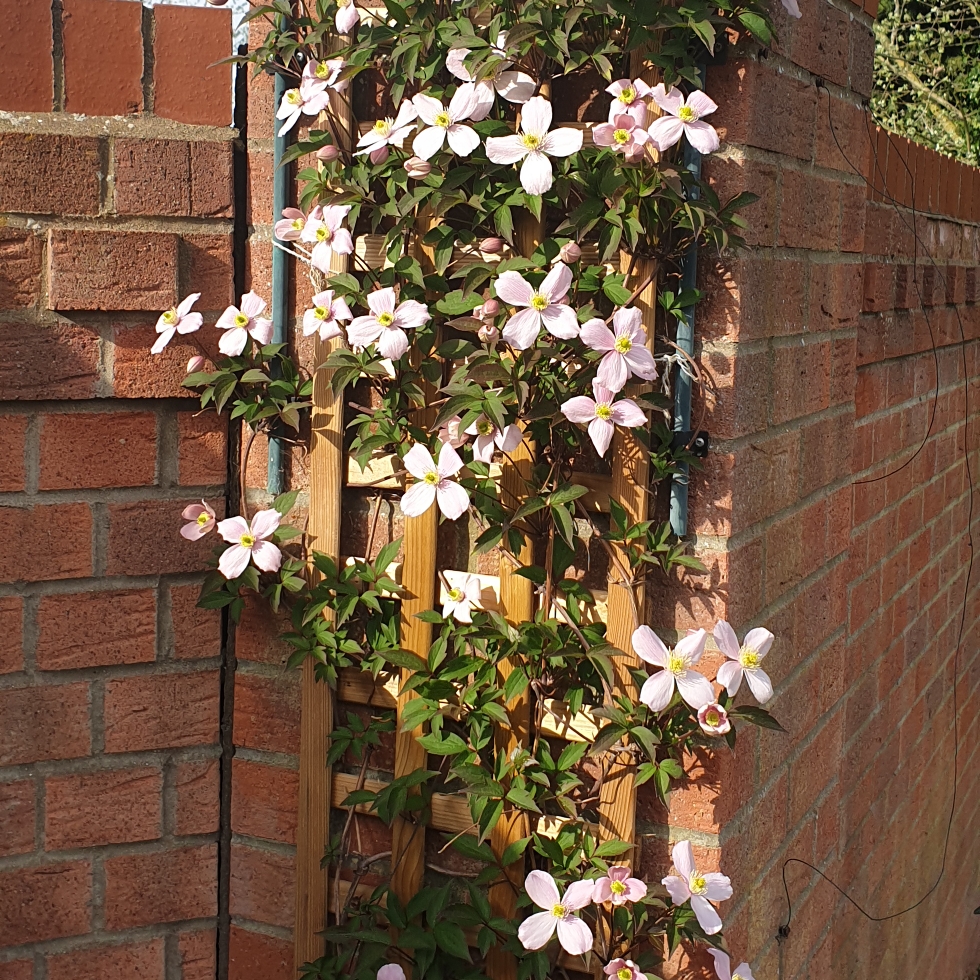 Clematis Montana Continuity in the GardenTags plant encyclopedia Clematis Continuity in the GardenTags plant encyclopedia