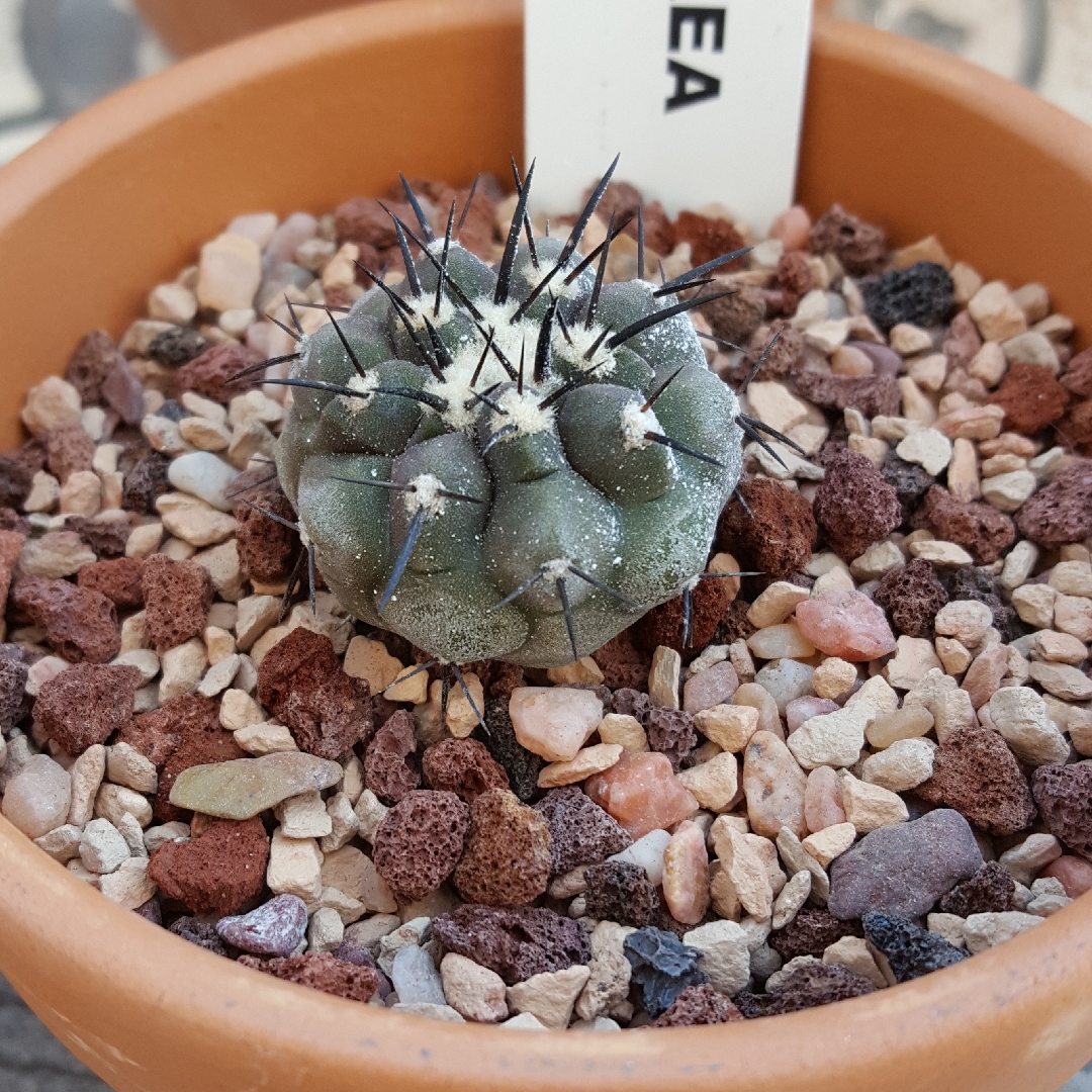 Copiapoa Cinerea in the GardenTags plant encyclopedia Copiapoa in the GardenTags plant encyclopedia