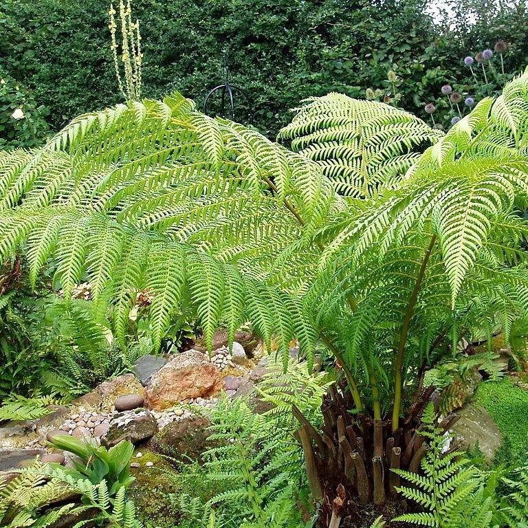 Dicksonia antarctica in the GardenTags plant encyclopedia Tasmanian Tree Fern in the GardenTags plant encyclopedia