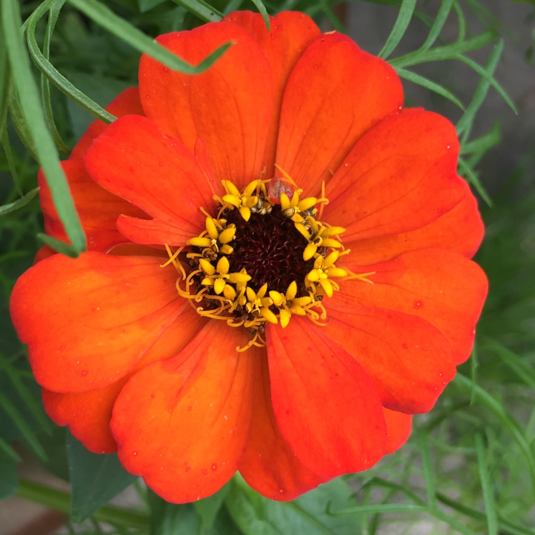 Zinnia elegans Pulcino Mix in the GardenTags plant encyclopedia Zinnia Pulcino Mix in the GardenTags plant encyclopedia