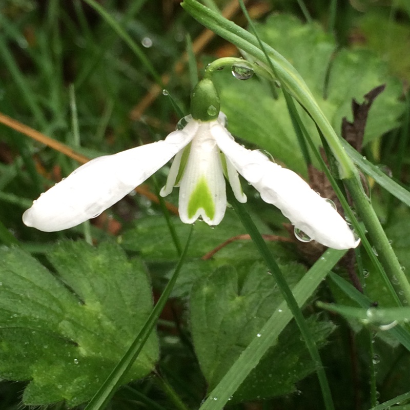 Galanthus reginae-olgae in the GardenTags plant encyclopedia Snowdrop (Species) Queen Olgas Snowdrop in the GardenTags plant encyclopedia