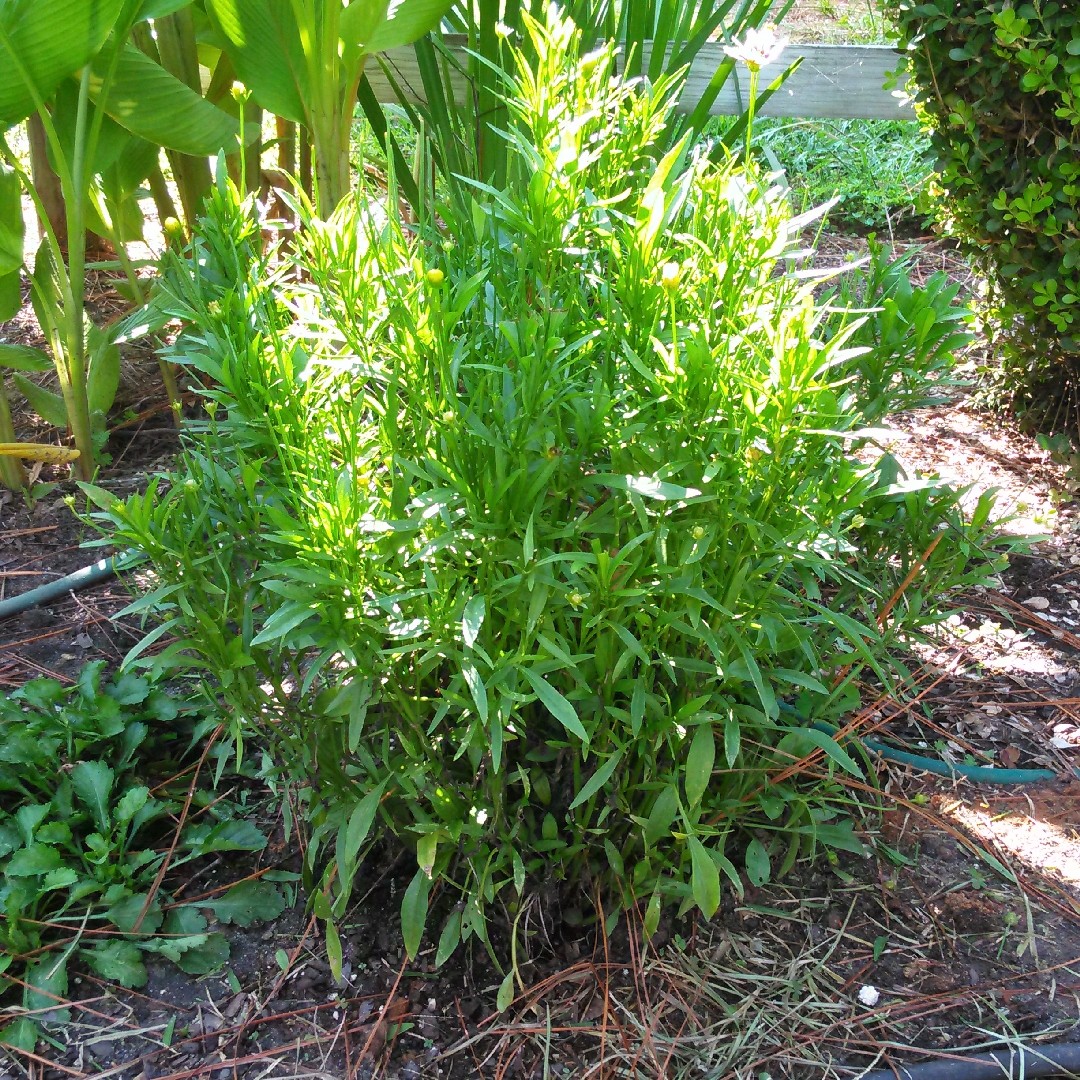 Coreopsis Fruit Punch in the GardenTags plant encyclopedia Tickseed Fruit Punch (Punch Series) in the GardenTags plant encyclopedia