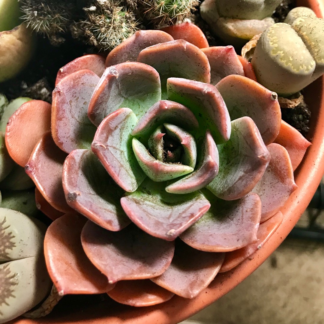Echeveria Byzantine in the GardenTags plant encyclopedia Echeveria Byzantine in the GardenTags plant encyclopedia