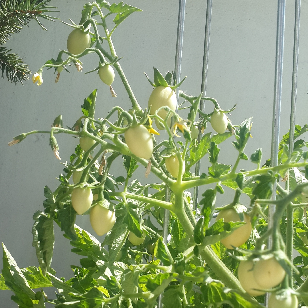 Thai Pink Egg Tomato in the GardenTags plant encyclopedia