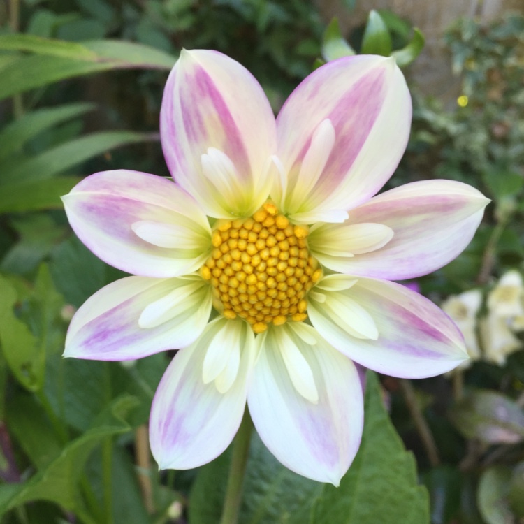 Dahlia Kelly Ann in the GardenTags plant encyclopedia Dahlia Kelly Ann in the GardenTags plant encyclopedia