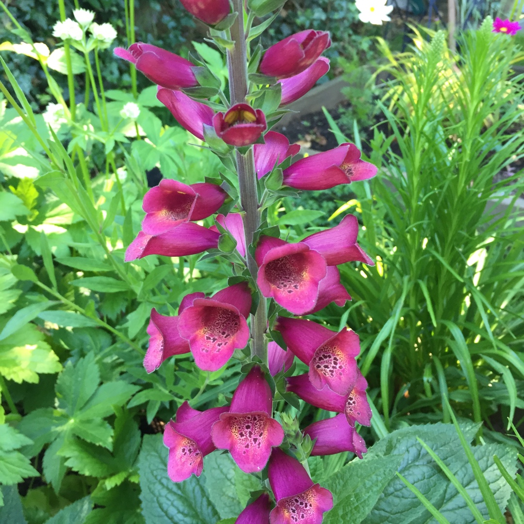 Digitalis x hybrida Foxlight™ Plum Gold in the GardenTags plant encyclopedia Foxglove Plum Gold in the GardenTags plant encyclopedia