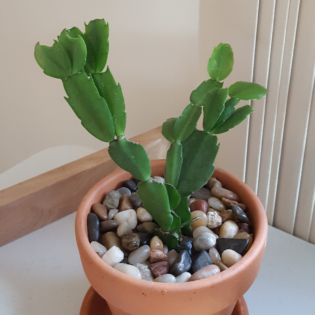 Schlumbergera truncata Thor Hiro in the GardenTags plant encyclopedia Zygocactus Thor Hiro in the GardenTags plant encyclopedia
