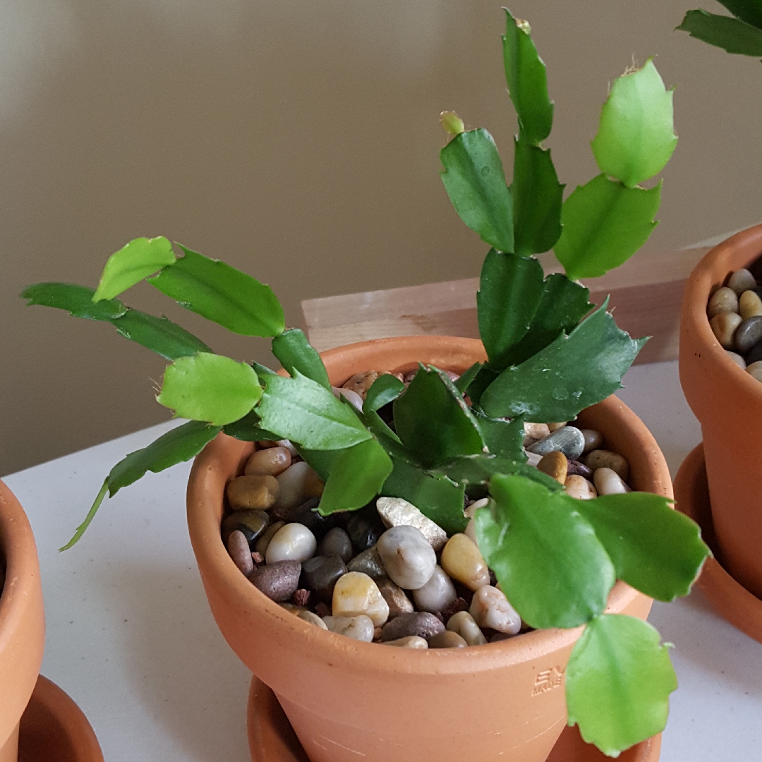 Schlumbergera truncata Lipstick in the GardenTags plant encyclopedia Zygocactus Lipstick in the GardenTags plant encyclopedia