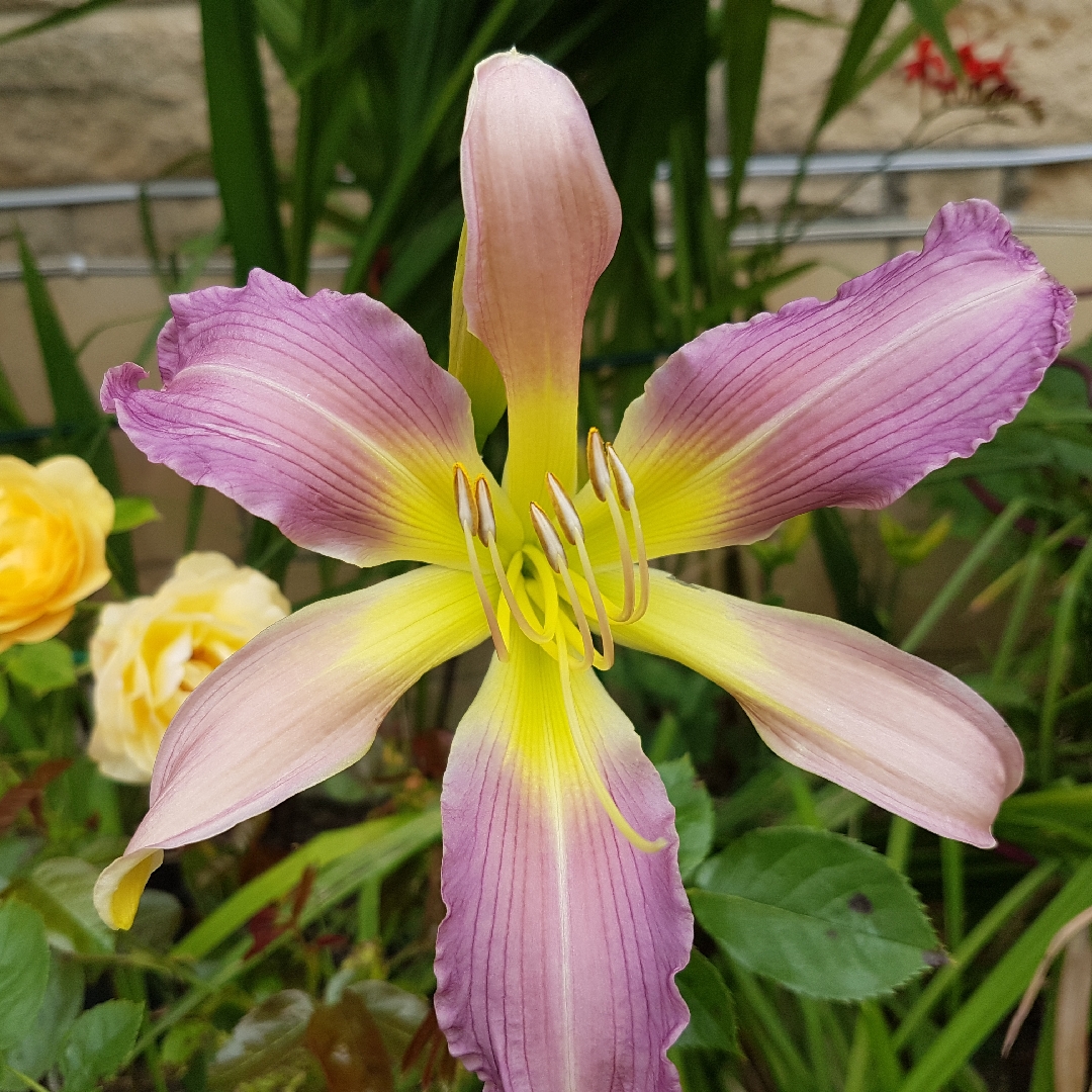 Hemerocallis Cerulean Star in the GardenTags plant encyclopedia Daylily Cerulean Star in the GardenTags plant encyclopedia