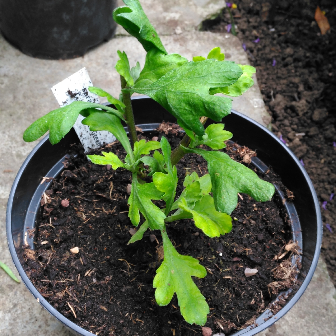 Chrysanthemum Shamrock Green in the GardenTags plant encyclopedia Chrysanthemum Shamrock Green in the GardenTags plant encyclopedia