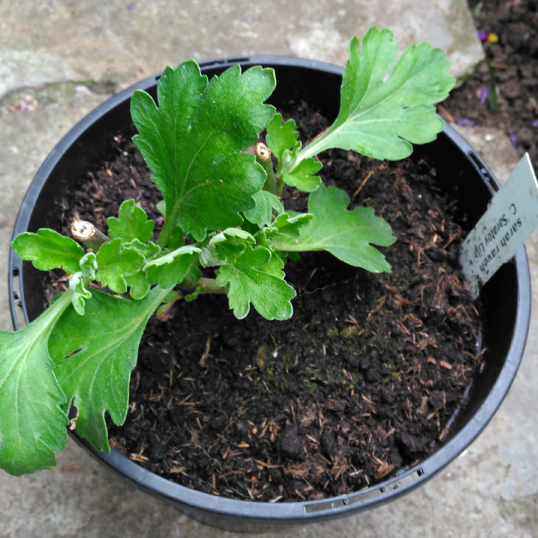 Chrysanthemum Saratov Lilac in the GardenTags plant encyclopedia Chrysanthemum Saratov Lilac in the GardenTags plant encyclopedia
