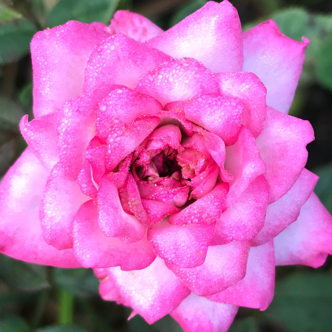 Rosa Baby Elizabeth in the GardenTags plant encyclopedia Miniature Rose Baby Elizabeth in the GardenTags plant encyclopedia