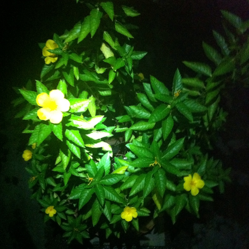 Turnera diffusa in the GardenTags plant encyclopedia Damiana in the GardenTags plant encyclopedia