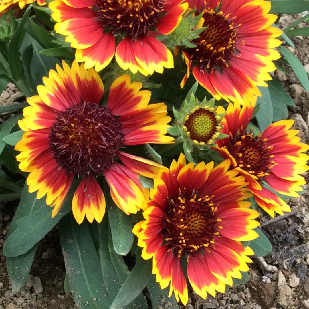 Gaillardia aristata Sunrita in the GardenTags plant encyclopedia Blanket Flower Sunrita in the GardenTags plant encyclopedia