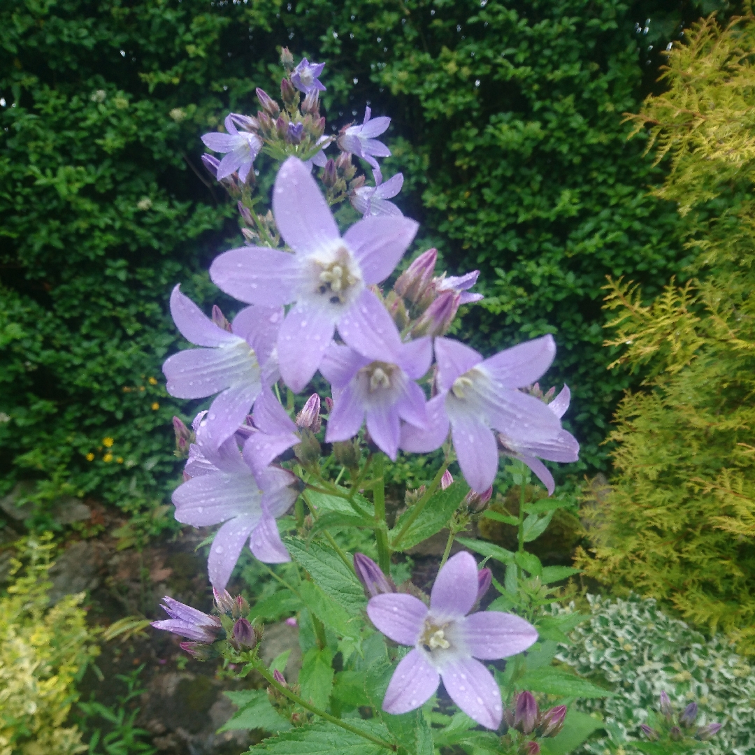 Campanula latifolia in the GardenTags plant encyclopedia Giant Bellflower in the GardenTags plant encyclopedia