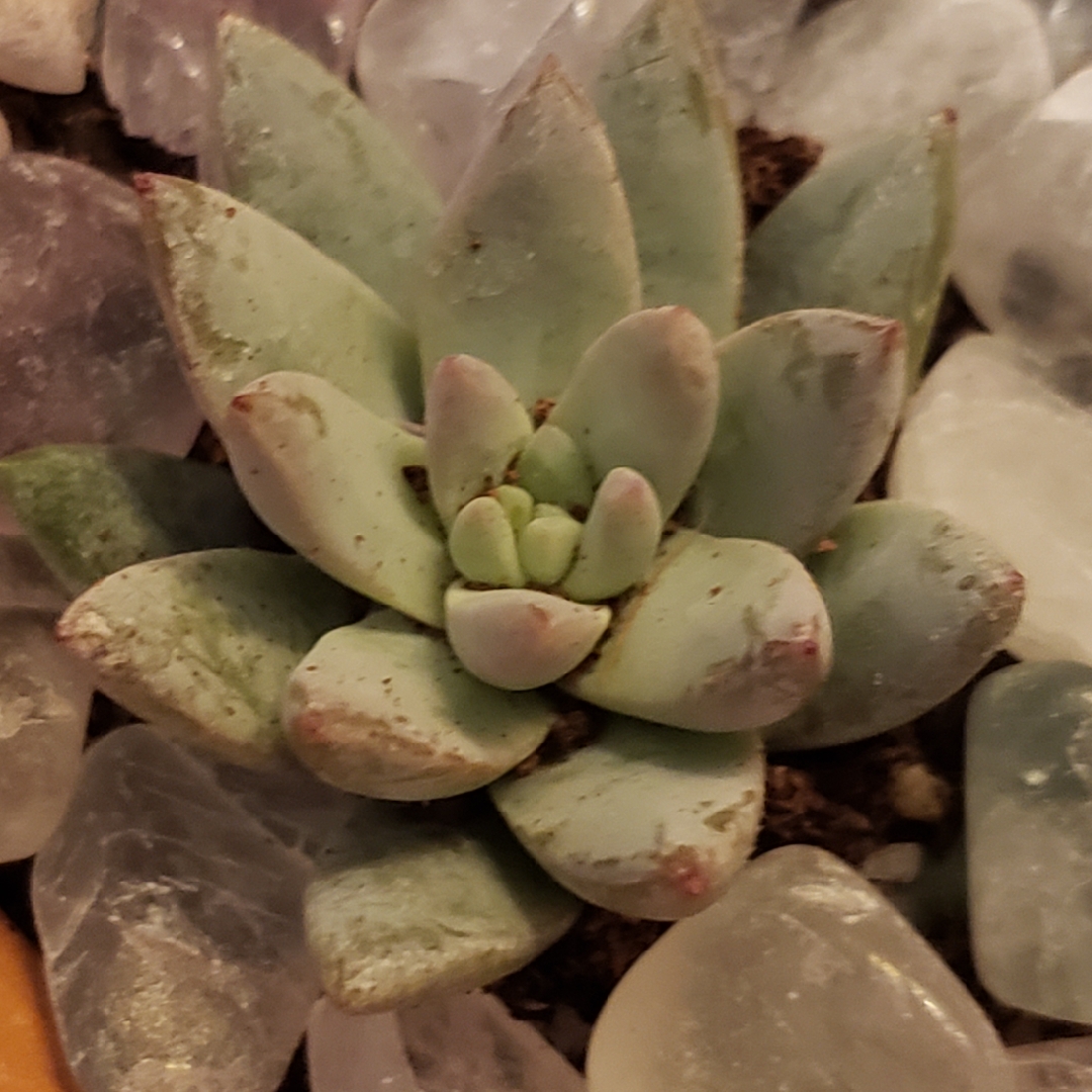 xSedeveria Blue Burrito in the GardenTags plant encyclopedia Sedeveria Blue Burrito in the GardenTags plant encyclopedia