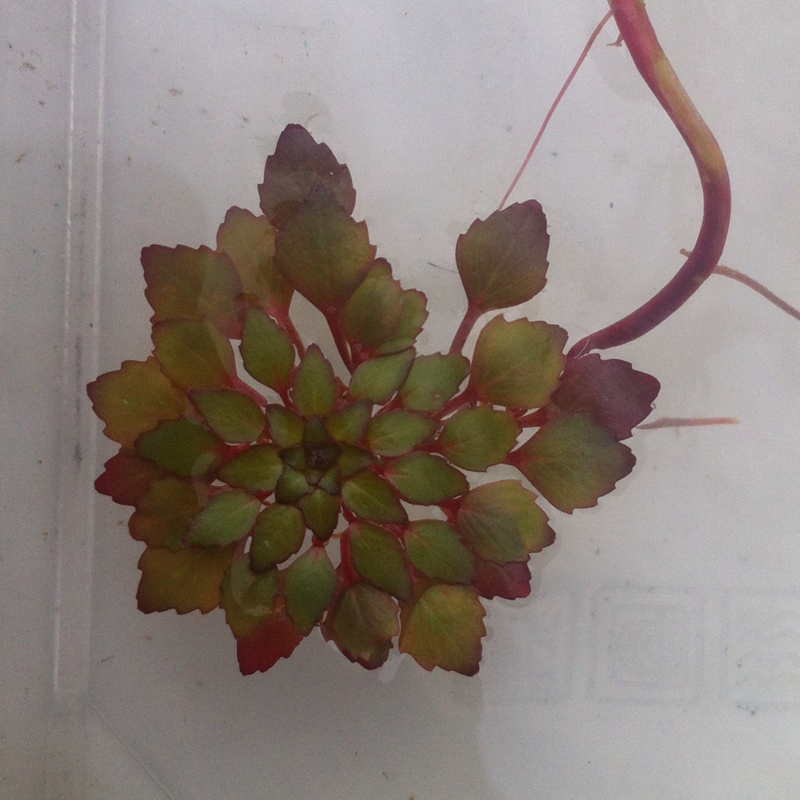 Ludwigia Sedioides in the GardenTags plant encyclopedia False loosestrife in the GardenTags plant encyclopedia