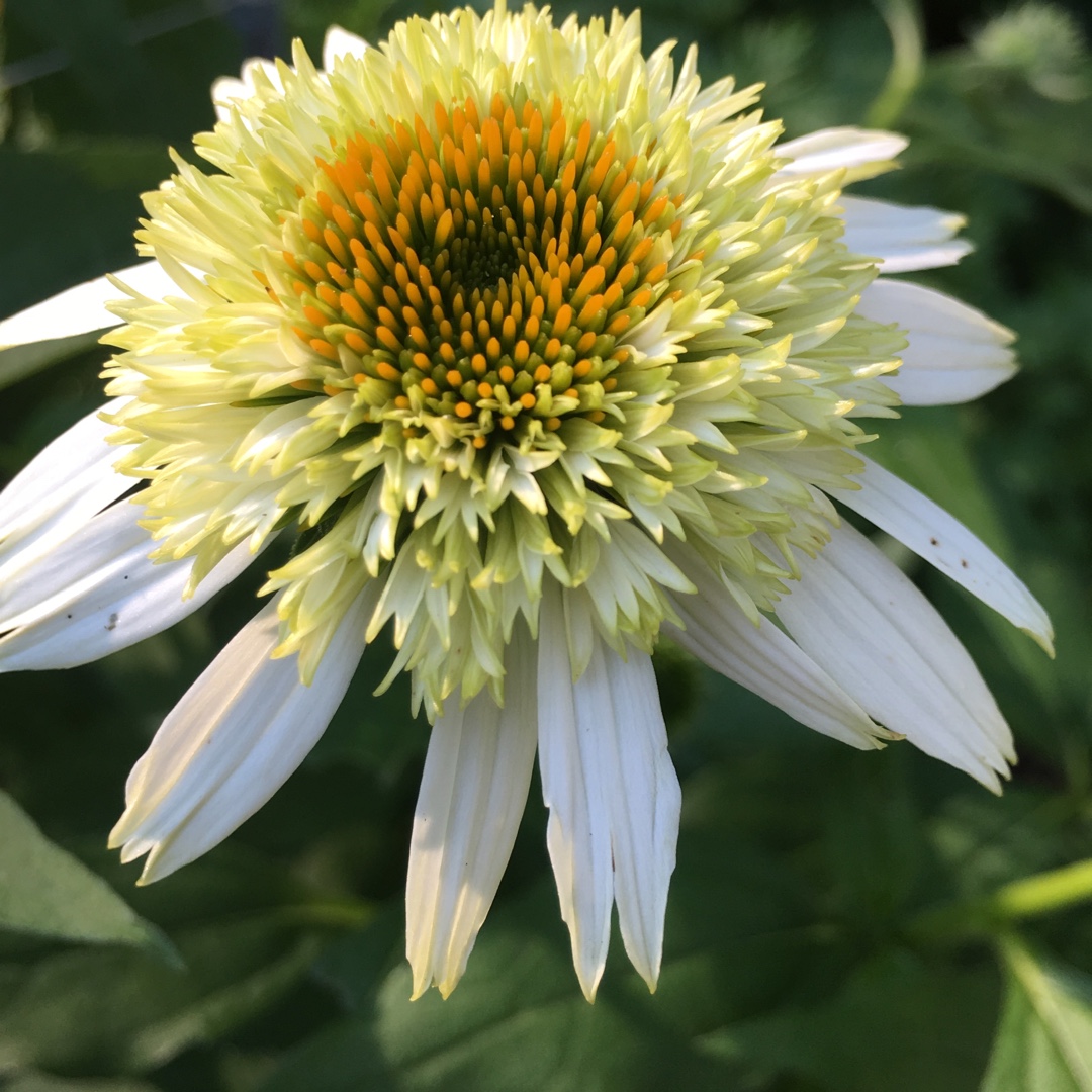 Echinacea purpurea Coconut Lime in the GardenTags plant encyclopedia Coneflower Coconut Lime in the GardenTags plant encyclopedia