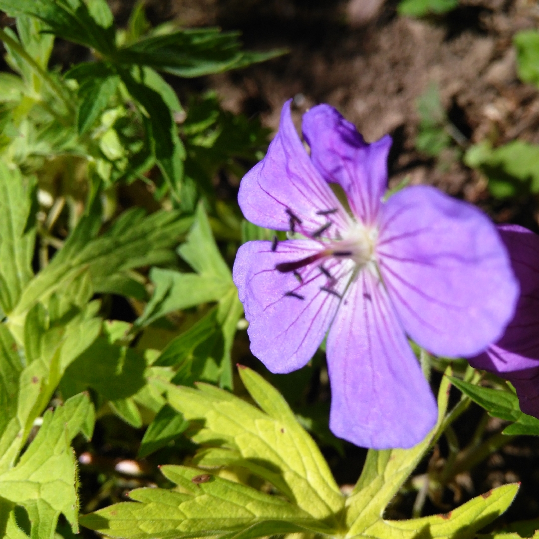 Geranium Blue Sunrise in the GardenTags plant encyclopedia Cranesbill Blue Sunrise in the GardenTags plant encyclopedia
