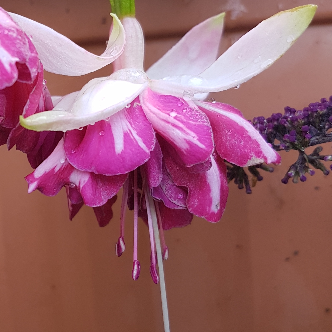 Fuchsia Flying Scotsman in the GardenTags plant encyclopedia Fuchsia Flying Scotsman in the GardenTags plant encyclopedia