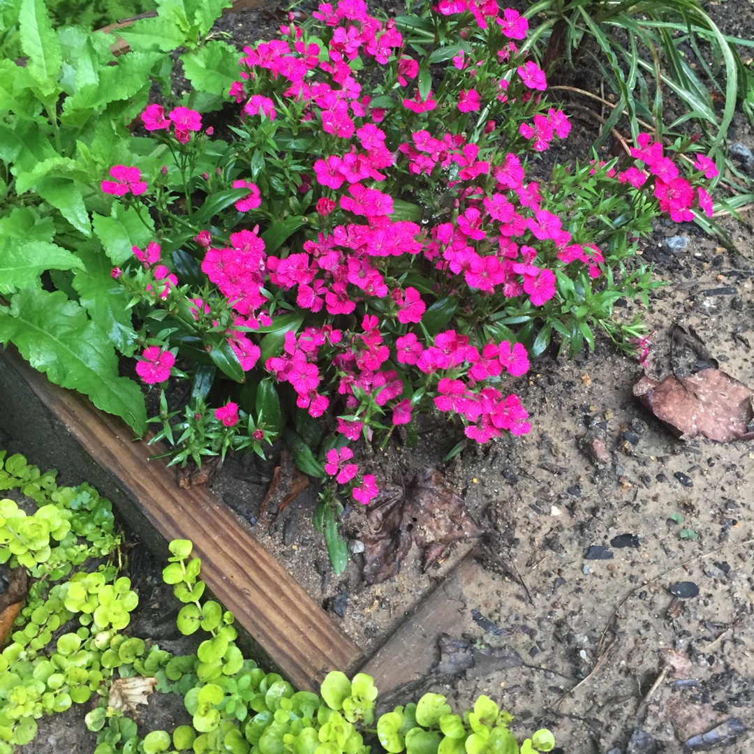 Dianthus interspecific Jolt Cherry in the GardenTags plant encyclopedia Dianthus Jolt Cherry in the GardenTags plant encyclopedia