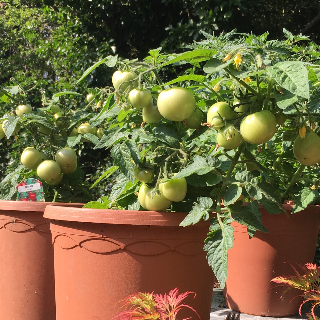 Tomato Totem in the GardenTags plant encyclopedia