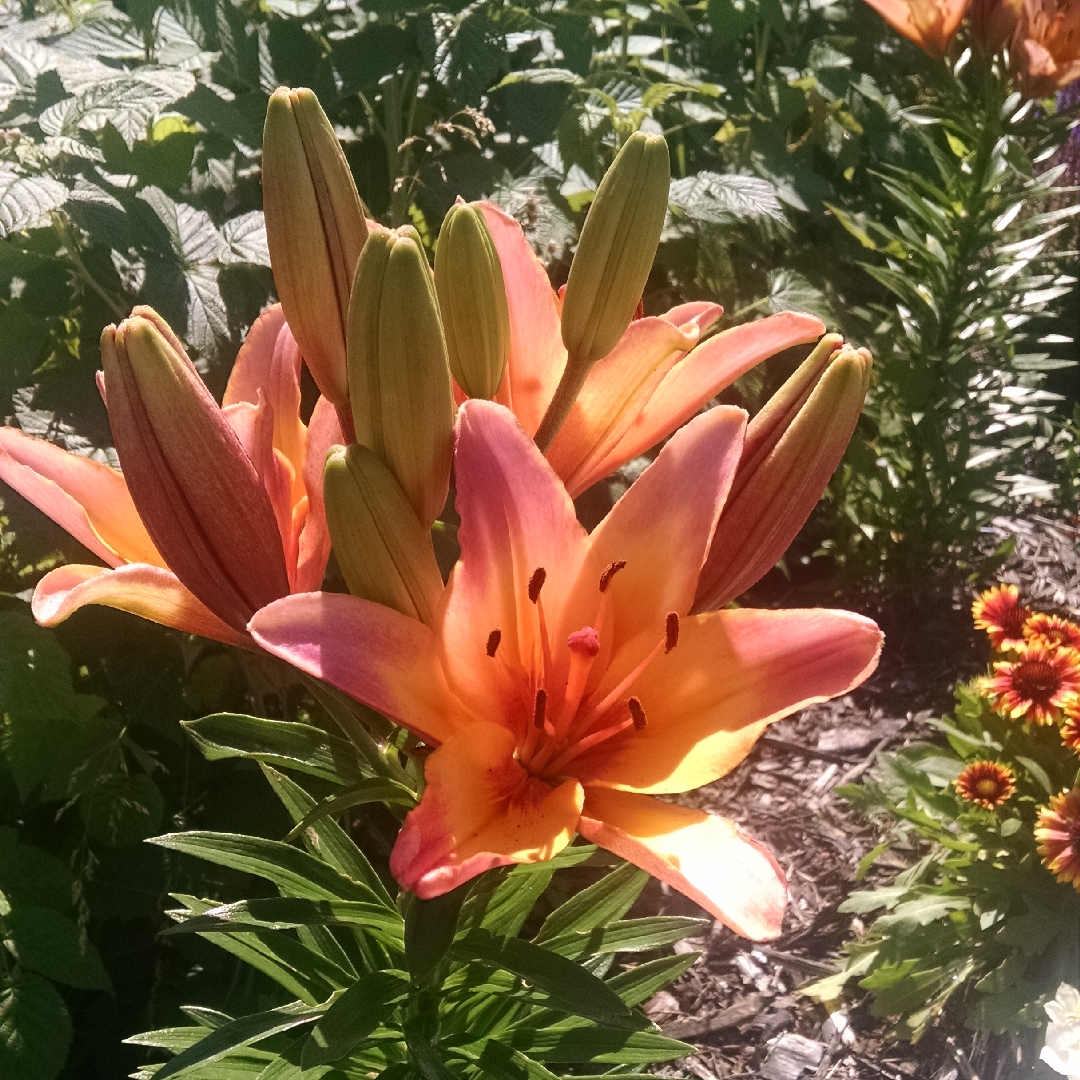 Lilium Peach Pixie in the GardenTags plant encyclopedia Lily Peach Pixie (Asiatic) in the GardenTags plant encyclopedia