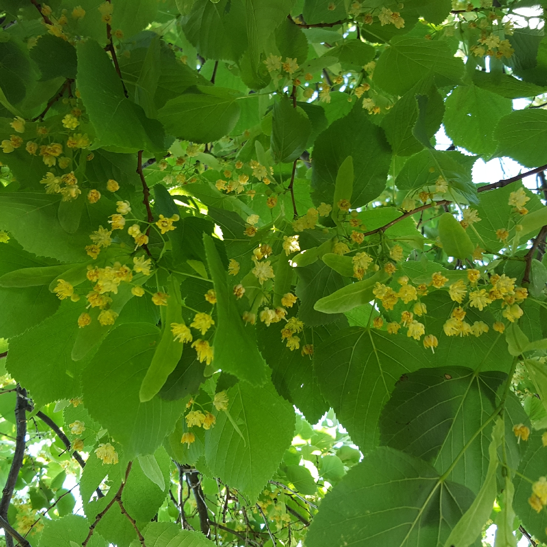 Tilia Cordata Greenspire in the GardenTags plant encyclopedia Small Leaved Lime Greenspire in the GardenTags plant encyclopedia