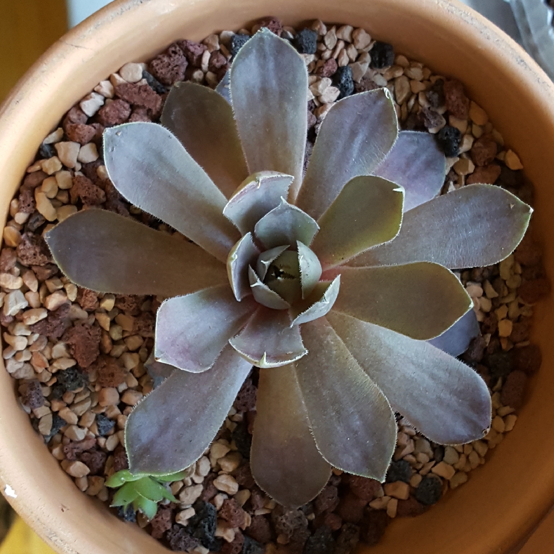 Sempervivum Plum Parvait in the GardenTags plant encyclopedia Sempervivum Plum Parfait in the GardenTags plant encyclopedia