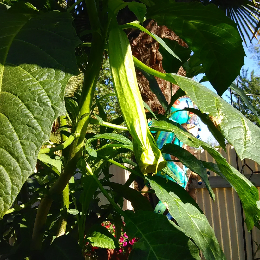 Angels Trumpet Sunray in the GardenTags plant encyclopedia