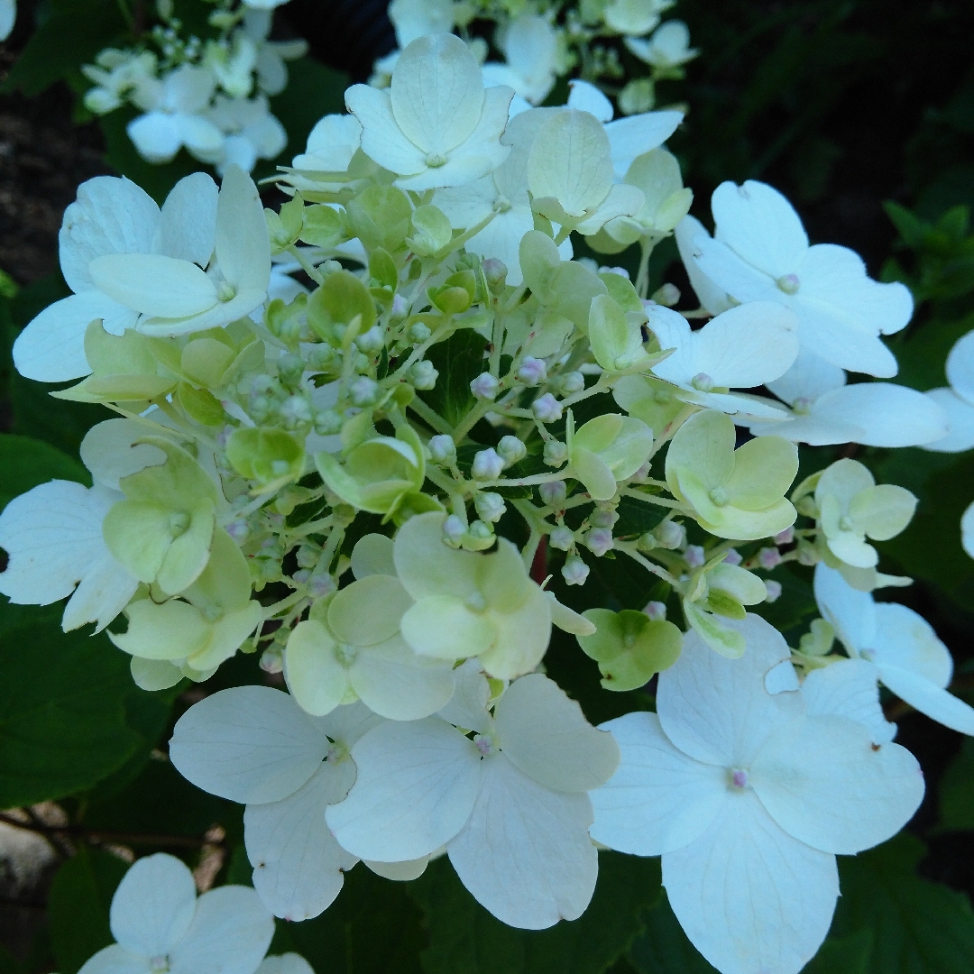 Hydrangea paniculata Fire Light in the GardenTags plant encyclopedia Hydrangea Fire Light in the GardenTags plant encyclopedia