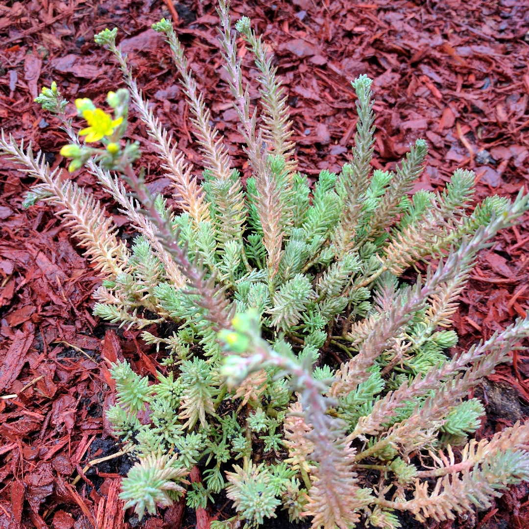 Sedum Reflexum Oxbow in the GardenTags plant encyclopedia Stonecrop Oxbow in the GardenTags plant encyclopedia