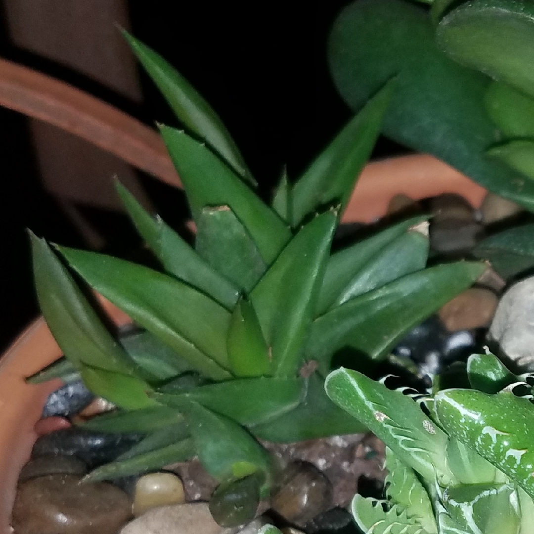 Haworthia pentagona in the GardenTags plant encyclopedia Haworthia pentagona in the GardenTags plant encyclopedia