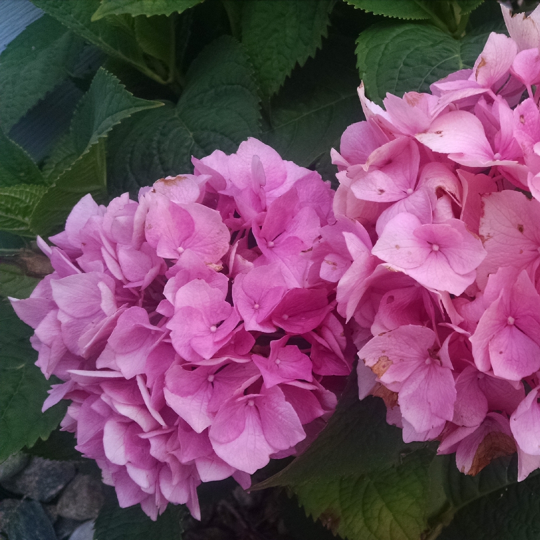 Hydrangea Macrophylla Free Bird in the GardenTags plant encyclopedia Hydrangea Free Bird in the GardenTags plant encyclopedia