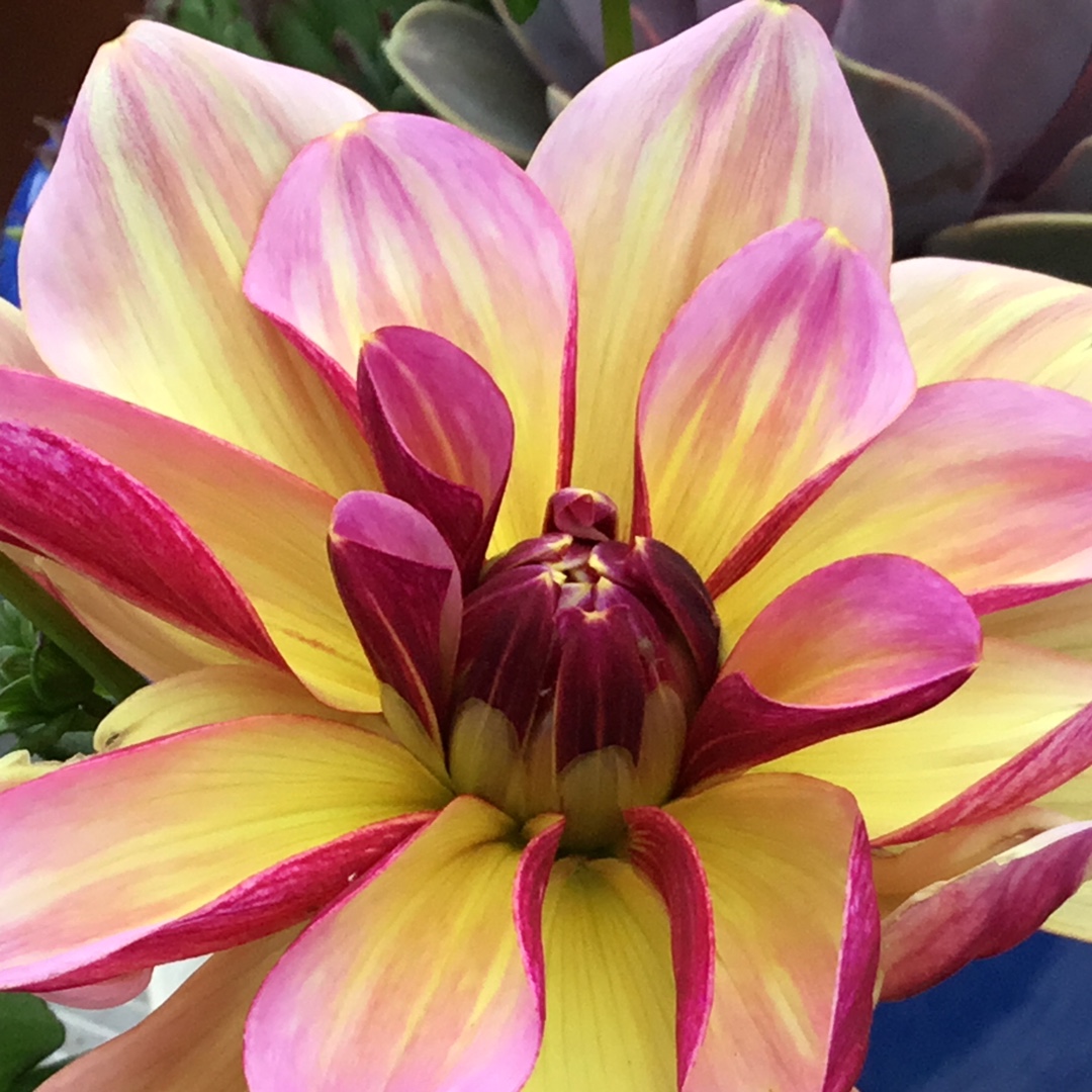 Dahlia Dark Butterfly in the GardenTags plant encyclopedia Dahlia Dark Butterfly in the GardenTags plant encyclopedia