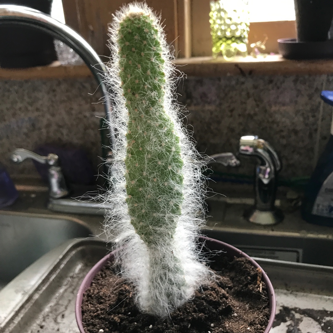 Snow Prickly Pear in the GardenTags plant encyclopedia