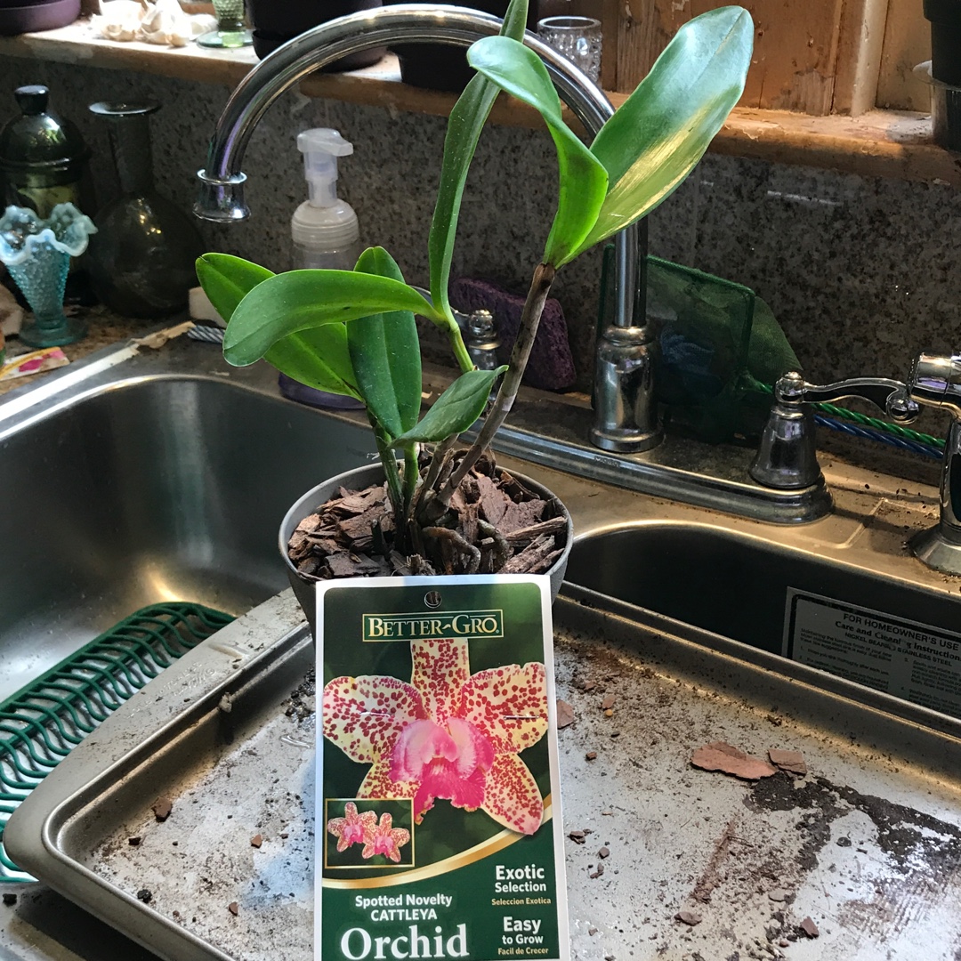 Cattleya Lulu x Caudebec Spots in the GardenTags plant encyclopedia Cattleya Orchid Caudebec Candy Spots in the GardenTags plant encyclopedia