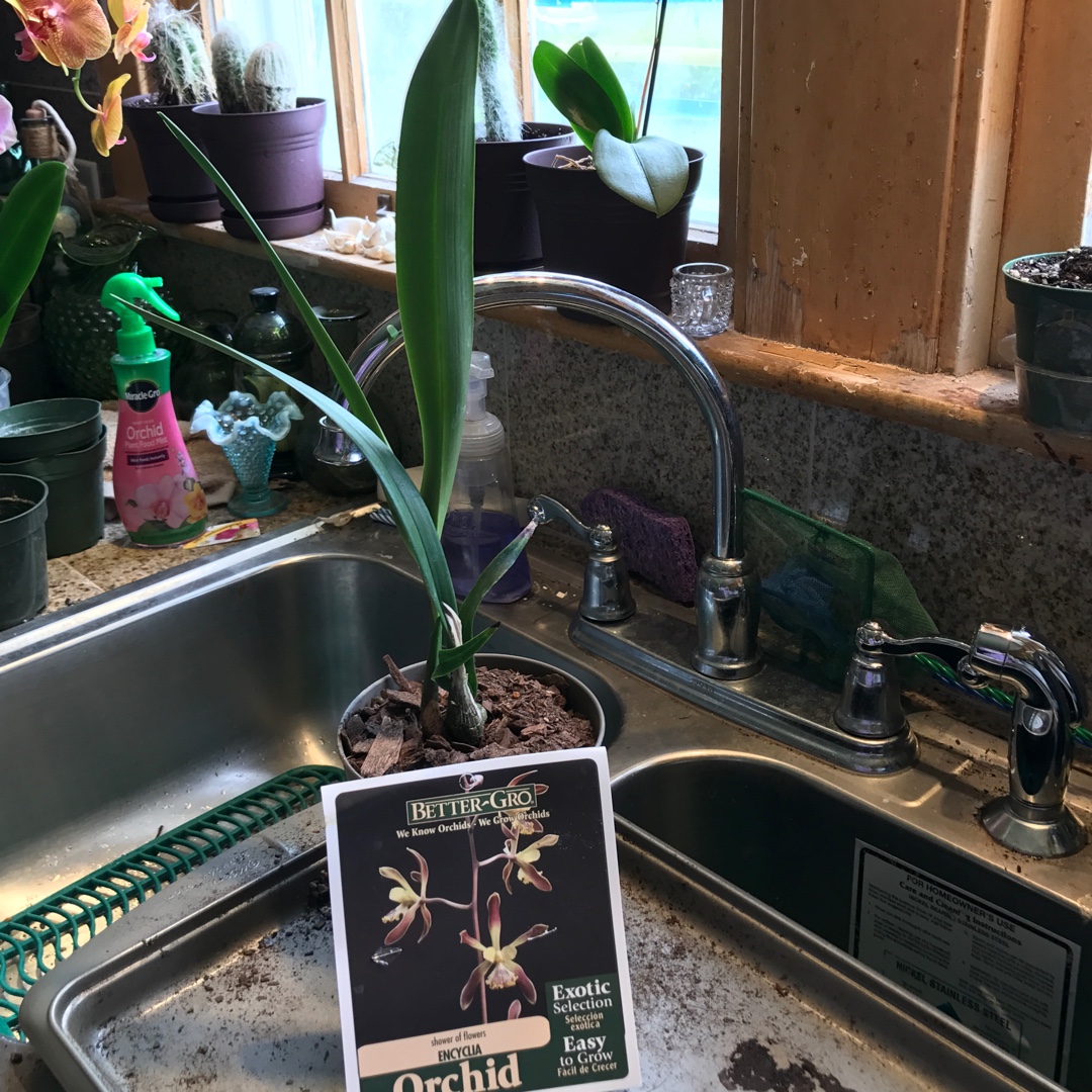 Encyclia Rioclarense in the GardenTags plant encyclopedia Encyclia Orchid Rioclarense in the GardenTags plant encyclopedia