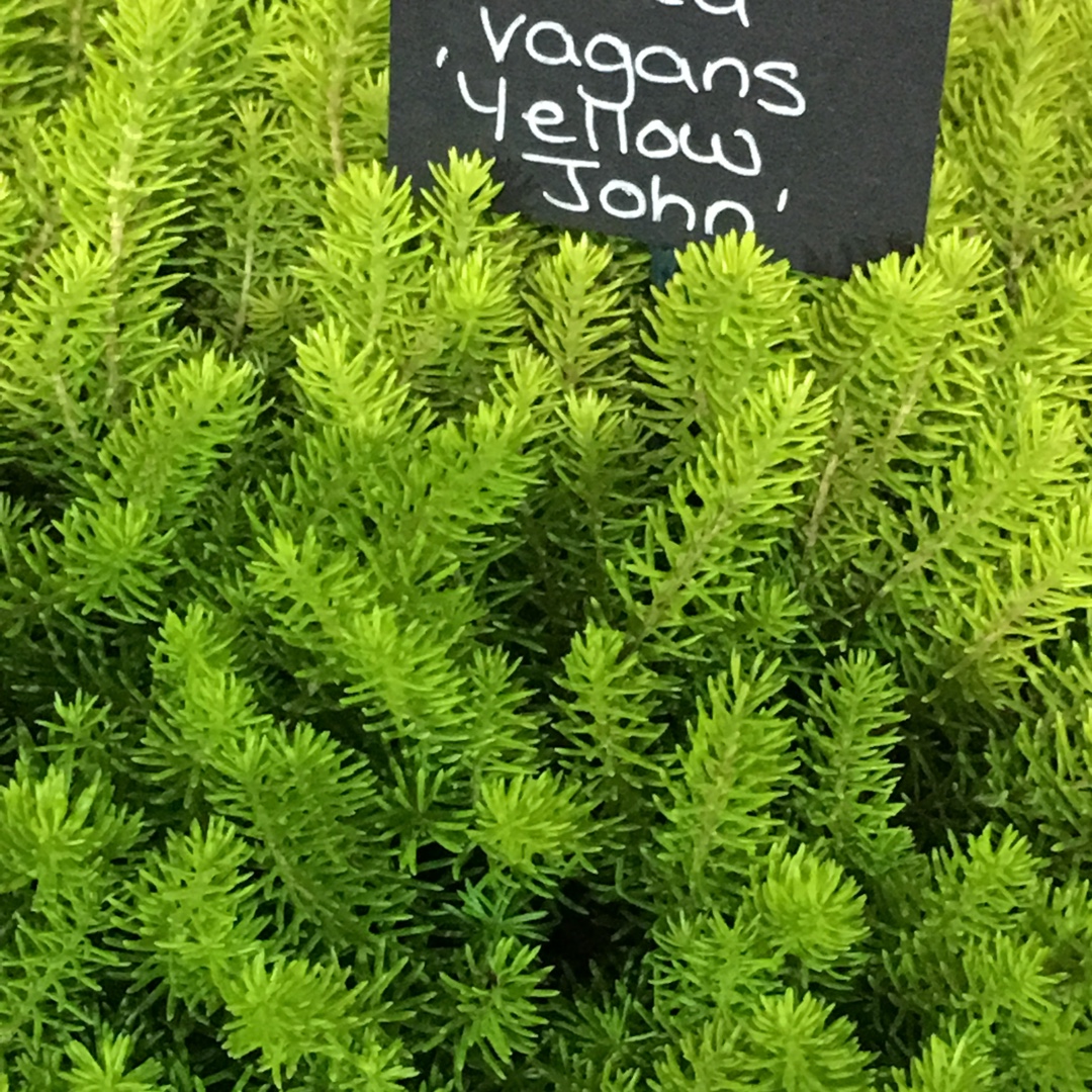 Erica vagans f. aureifolia Yellow John in the GardenTags plant encyclopedia Cornish Heath Yellow John in the GardenTags plant encyclopedia