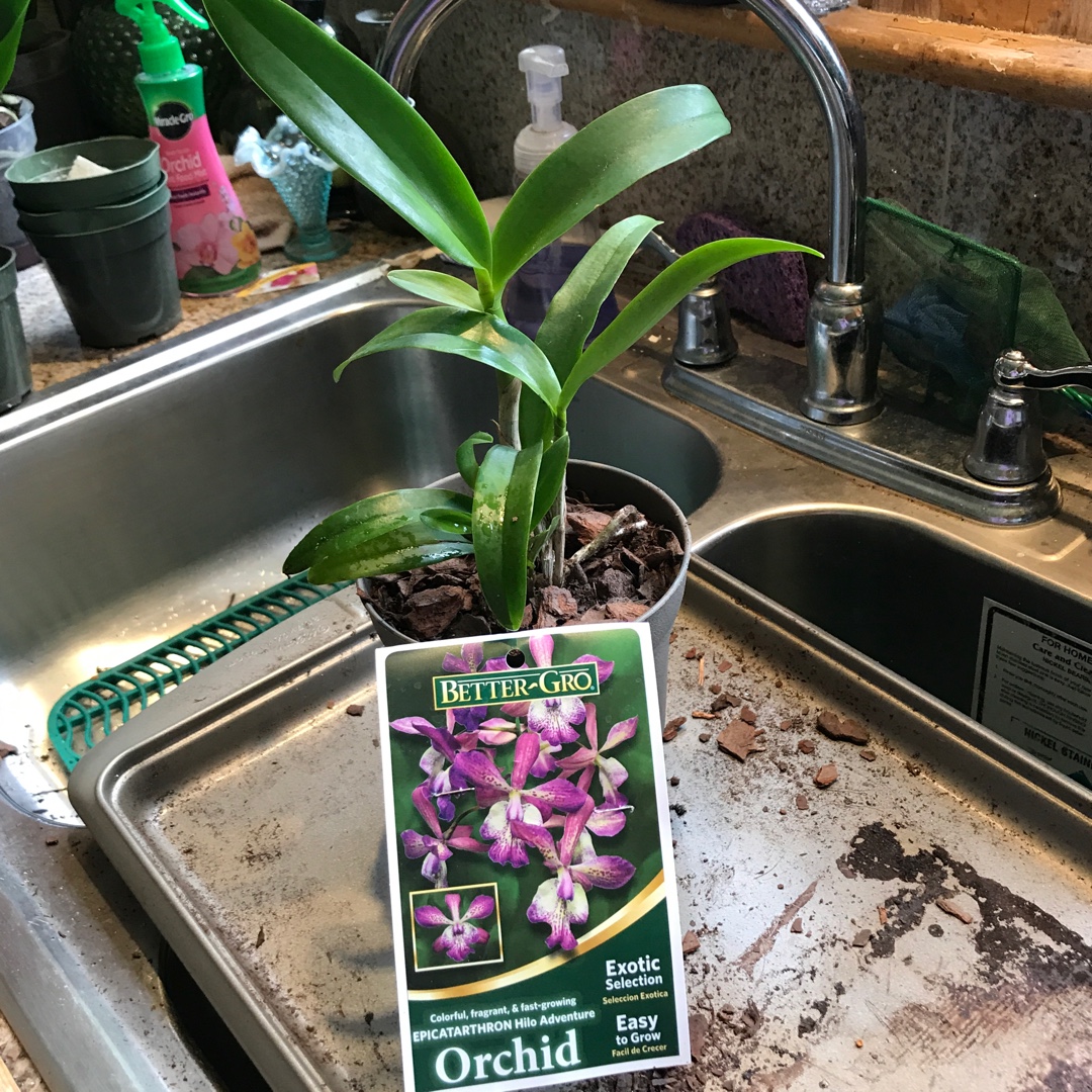 x Epicatarthron Eth. Hilo Adventure in the GardenTags plant encyclopedia Epicatarthron Hilo C. Motte Spot X Ert. Kevin Mark Rageir Pinke in the GardenTags plant encyclopedia