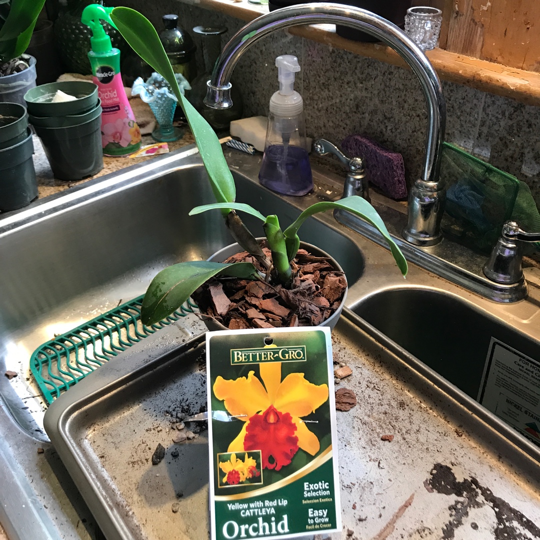 Cattleya Yellow Red Lip in the GardenTags plant encyclopedia Cattleya Orchid Yellow Red Lip in the GardenTags plant encyclopedia