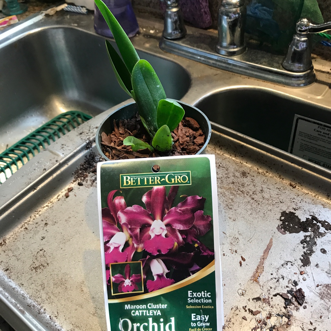 Cattleya Volcano Queen in the GardenTags plant encyclopedia Cattleya Orchid Volcano Queen in the GardenTags plant encyclopedia