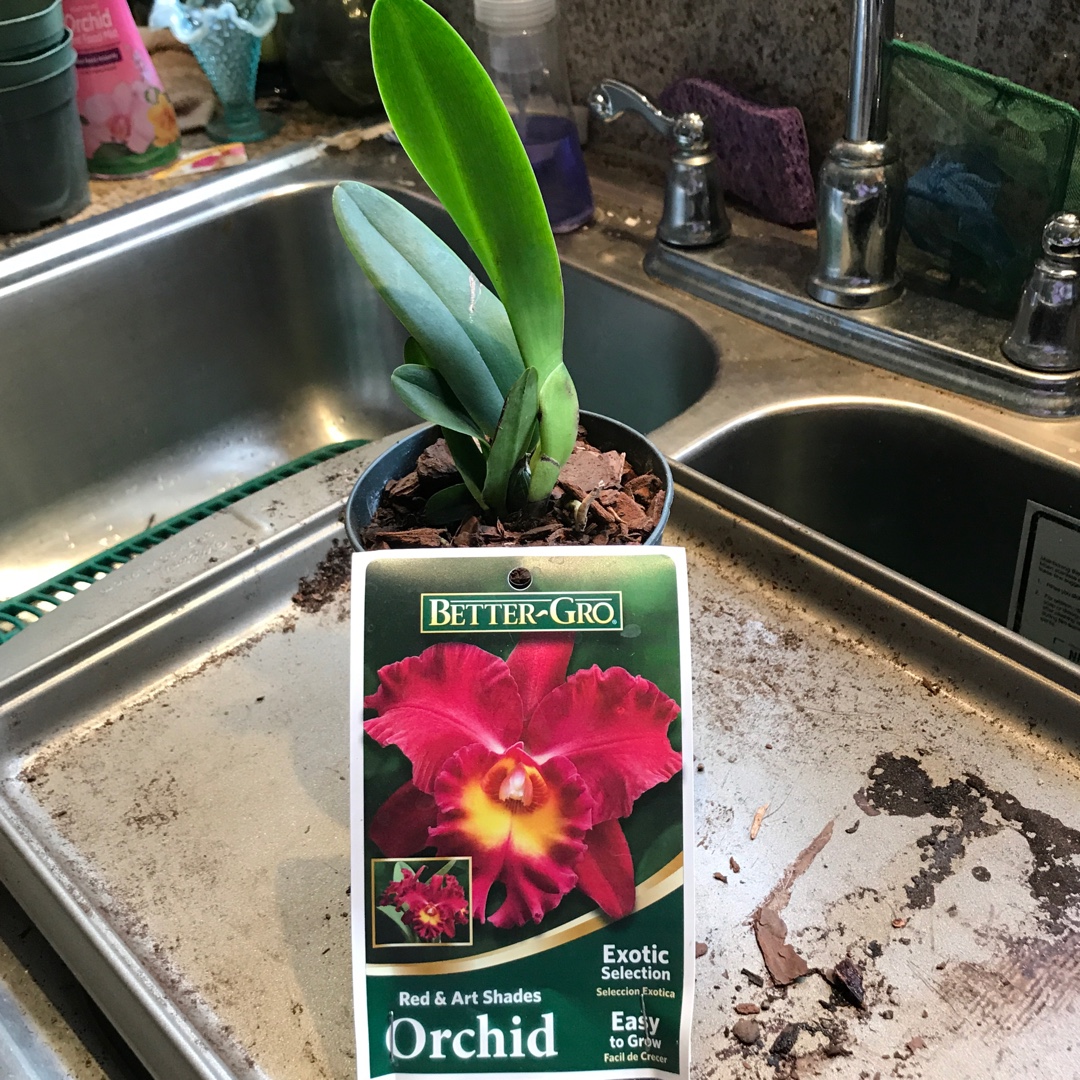 Cattleya Orchid Mem Crispin Rosales Behold in the GardenTags plant encyclopedia Cattleya Orchid Mem Crispin Rosales Behold in the GardenTags plant encyclopedia