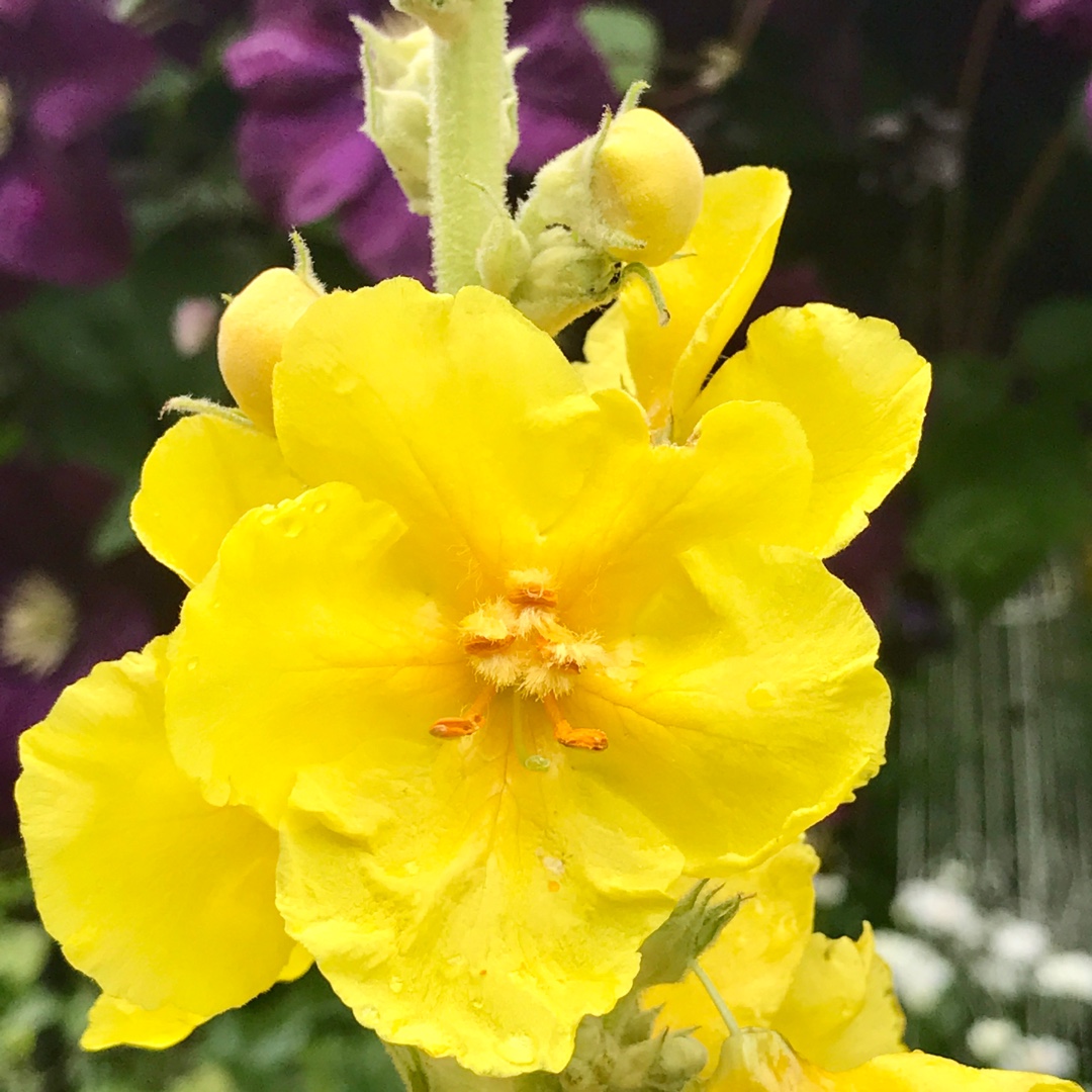 Verbascum x hybrida Banana Custard in the GardenTags plant encyclopedia Mullein Banana Custard in the GardenTags plant encyclopedia
